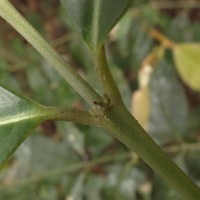 Lasianthus chrysocaulis Ridsdale